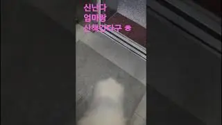 🍎🍎귀여운 강아지 쩨리 씬난다 엄마랑 산책간다구요ㅎ🌻