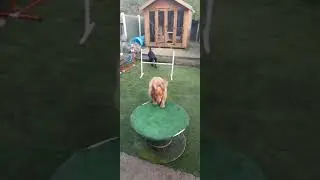 Dog Training, The Platform and Placeboard, plays a big Part.