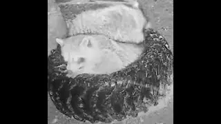We are going to need bigger tires!!! Sorry Long Video!  #wildlife #entertainment #raccoonvideos