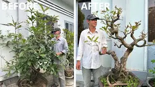 The process of thinning out a bushy bonsai, removing the main branches