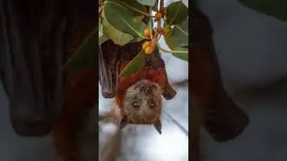 #batfacts #facts #factsshorts #interestingfacts #youtubeshorts #amazingfact #informative