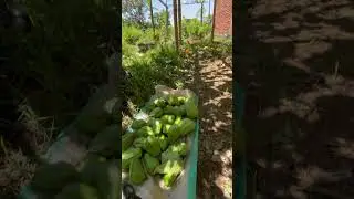 Masyaallah mugi berkah aamiin, #kebunmanisa#shortvideo #shorts #short #shortsviral