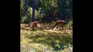 Florida Trail Cam Deer