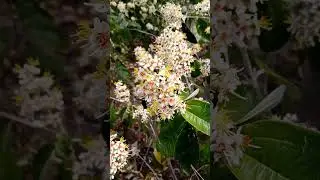 Miconia stenostachya: plantas representativas del cerrado brasile&ntilde;o