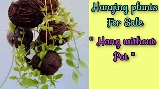 Hanging plants for sale , 