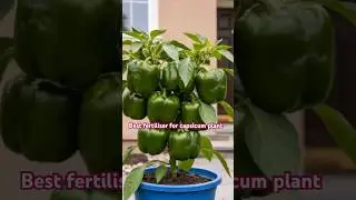 Best fertiliser for capsicum plant /शिमला मिर्च का पोधा #shorts #gardening #organicfertilizer