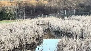 Red-Winged Blackbirds Singing on May 1, 2025 (Part 1)