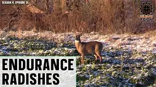 These Radishes are More Browse- and Cold-Tolerant for Deer Food Plots