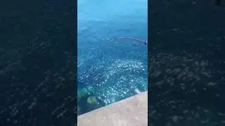 石物釣り　#押さえ込み #三段引き
