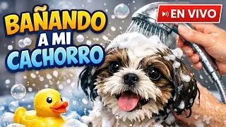 Bañando a mi Cachorro