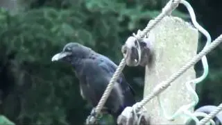 Large Billed Crows (Jungle crow) - differences in colour and calling sounds