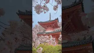 Beautiful spring season in Japan. #new #traveling #travelactivities #viral #japan #touristattraction