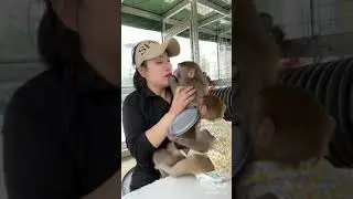 maternal instinct#animals