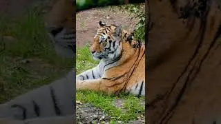 🔥 Tiger Power! The Jungle&rsquo;s Most Mysterious Predator