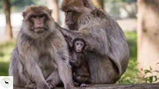 Macaque Monkey - Most Wide Spread Primate Genus Apart From Humans