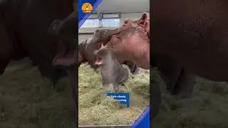 Adorable baby hippo plays with water hose at Dallas Zoo