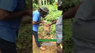 പുതിയതായി വന്തേനീച്ച കോളനികൾ വാങ്ങിയാൽ അവയുടെ പരിചരണം എങ്ങനെ എന്ന് കാണാം