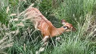 Bongo (Antelope)