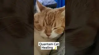 Cat Purring Relaxation for Tonight⭐ ASMR
