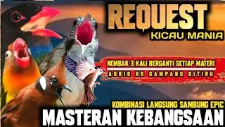 WAJIB KEBANGSAAN‼️MASTERAN SAMBUNG GEREJA TARUNG • CILILIN • TENGKEK BUTO • KAPAS TEMBAK • LOVEBIRD