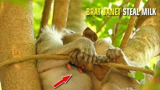 OMG!!! Brat Janet Stealing Milk Janna, Poor Life Janna Got Less Milk Daily
