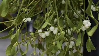 Travels With Charlie: A Sprig of Mistletoe