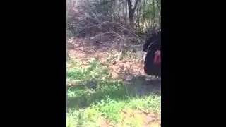 HILARIOUS! MUST SEE! Turkey Whisperer,  Philip Hatcher