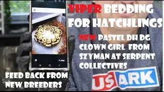Viper bedding for our Hatchlings + New Pick Up from Szyman at Serpent Collectives + extra shed tests