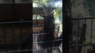 Goat - Goat Sounds