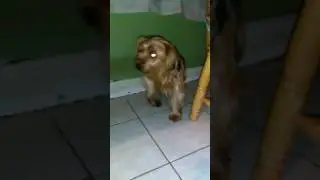 Rata ataca un perro