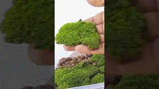 Creating a moss wall