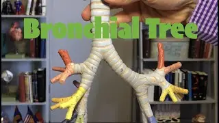 Bronchial Tree