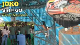 Murai batu JOKO tampil sangar di gelaran JBNI jembrana, raih Double winner