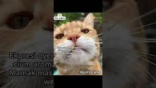 ekpresi kucing 🐱 ras terkuat di hari senin #trending #cat #fypシ゚viralシ