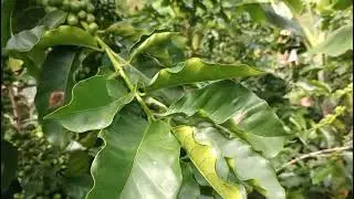 Lo mejor de nuestra Colombia nuestro café 