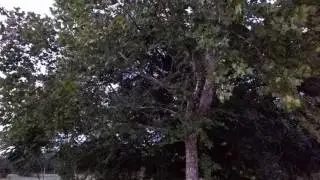 Strange insect sounds.