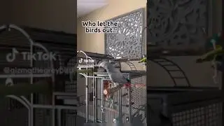 realistic taking bird 🐦 #shorts