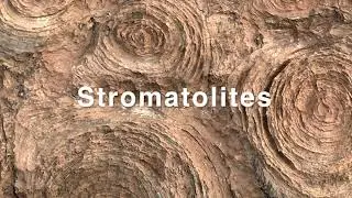 Stromatolites Mauritania