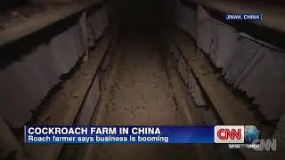 Cockroach farm in China