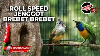 🔴 Live Masteran Beset Nembak Cucak Cungkok Super Gacor vs Cucak Jenggot Gacor Isian Greja Tengkek