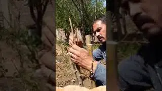 Injertando manzanos 