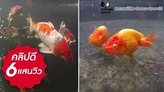Animals Speak [by Mahidol] หลงเสน่ห์สีสัน ปลาทอง ปลาคาร์ป
