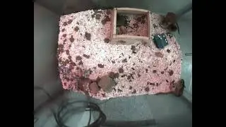 Continuous monitoring setup of a home cage with 2 pup and 2 adult gerbils