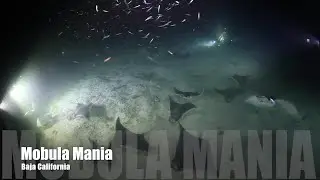 Mobula Mania - Baja California
