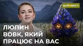 🔊 РОЗІГРАШ! 200 відтінків ЛЮПИНУ! Анатомія квітки-ВОВКА 🐺 НЕ ПРОСТО СУПЕРФУД! Легенди, факти, наука