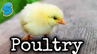 Pregnancy, poultry, livestock diseases( በአማርኛ) Grade 8 Biology Unit 5 part 4