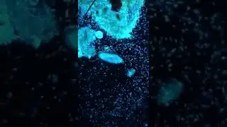 Era ryb i era zmian #historia #dokument #ziemia #ocean #shorts #yt
