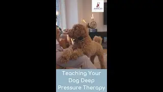How to Teach Your Dog Deep Pressure Therapy (DPT) #shorts