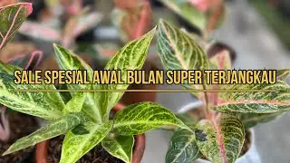 Sale Spesial Awal Bulan Super Terjangkau
