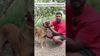 Puppys available comment your reply 🐕#kombai #kombaiboon